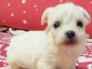 Mini Bichon Havanese
