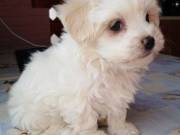 Fehér mini Bichon Havanese
