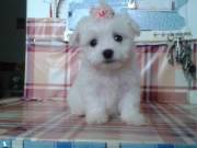 Fehér mini Bichon Havanese