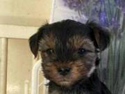 Yorki kutyusok