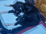 Border collie fajtiszta kiskutyák, kölykök 