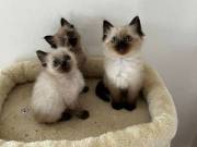 Ragdoll cica