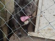 Francia bulldogom fedezne (kék(