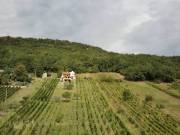 Szőlőbirtok szőlőskerttel és rezidenciával Vinicán / Szlovákiában