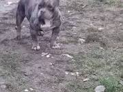 American bully 