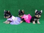 Yorkshire Terrier kiskutya eladó