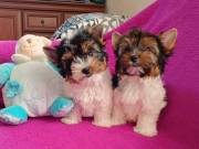 Biewer Yorkshire Terrier mini kiskutya eladó