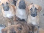 Belga Mali S Cane Corso keverék kiskutyák 