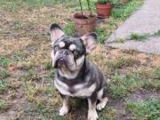 Francia bulldog fedező kan 